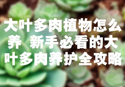 大叶多肉植物怎么养 新手必看的大叶多肉养护全攻略