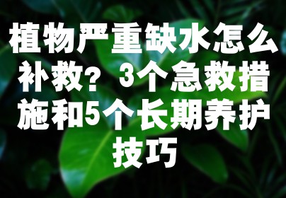 植物严重缺水怎么补救？3个急救措施和5个长期养护技巧