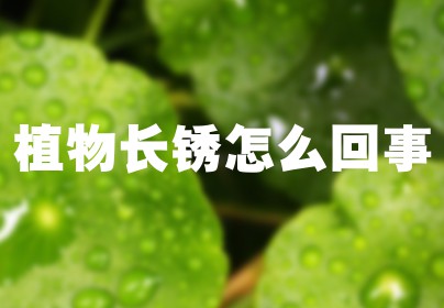 植物长锈怎么回事