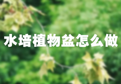 水培植物盆怎么做
