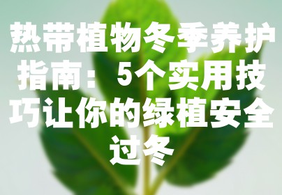 热带植物冬季养护指南：5个实用技巧让你的绿植安全过冬