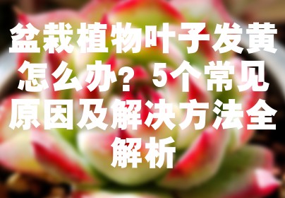 盆栽植物叶子发黄怎么办？5个常见原因及解决方法全解析