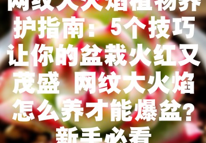 网纹大火焰植物养护指南：5个技巧让你的盆栽火红又茂盛 网纹大火焰怎么养才能爆盆？新手必看
